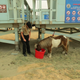 A miniature horse on a beach near Malibu.